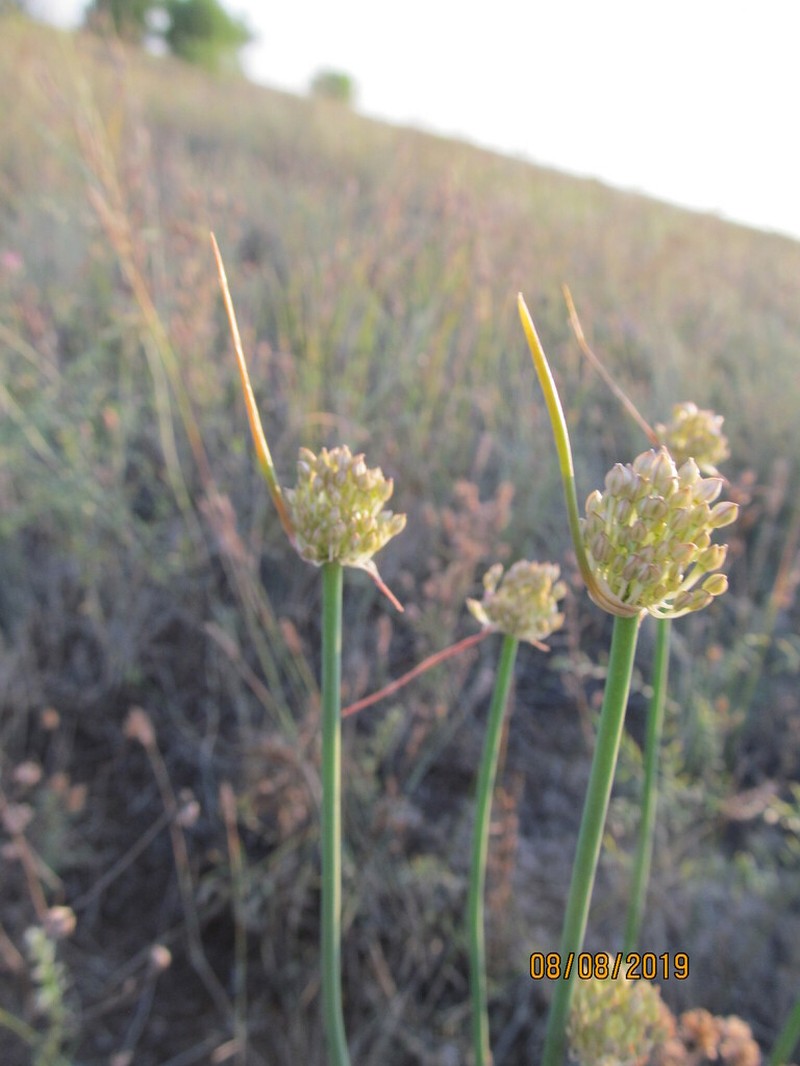 Allium savranicum photo 4