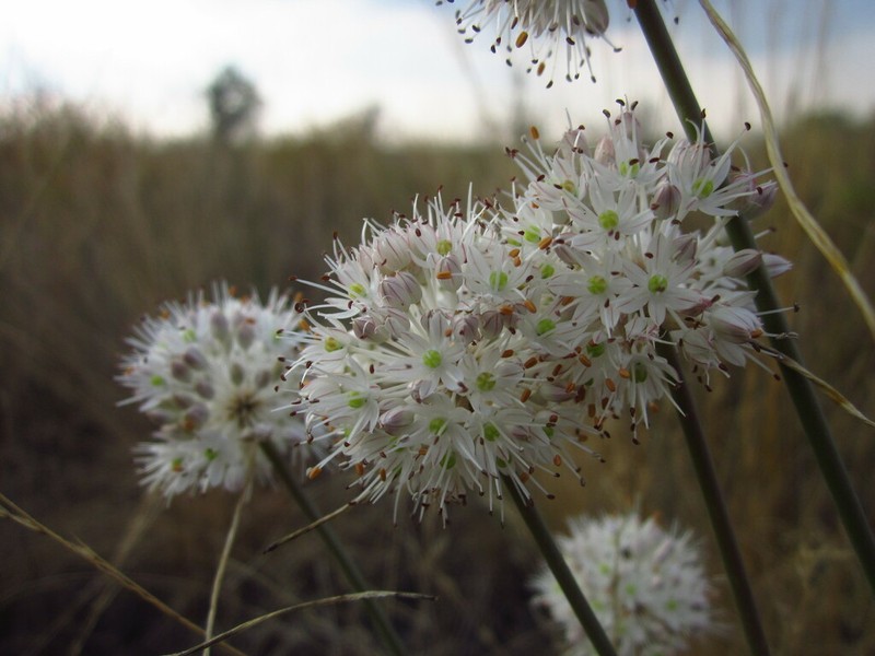 Allium savranicum photo 7