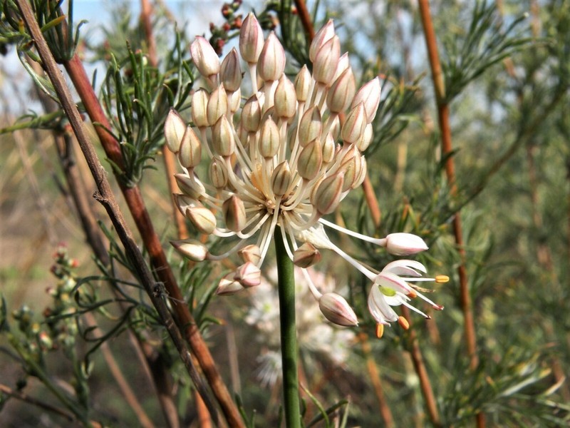 Allium savranicum photo 8