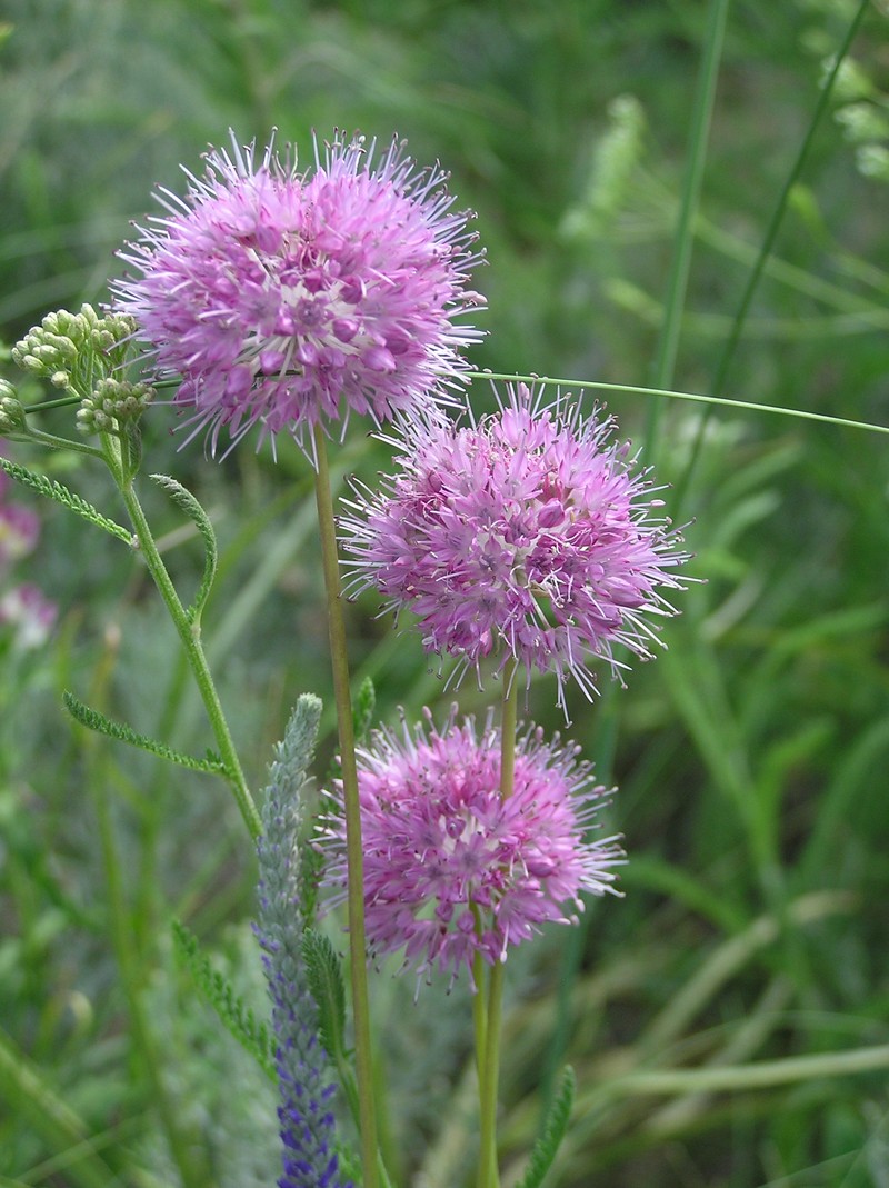 Allium saxatile