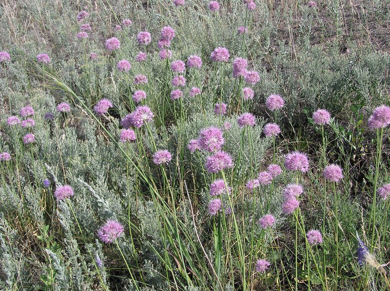 Allium saxatile photo 2