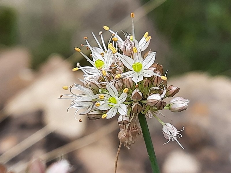 Allium saxatile photo 3