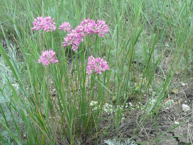 Allium saxatile photo 4