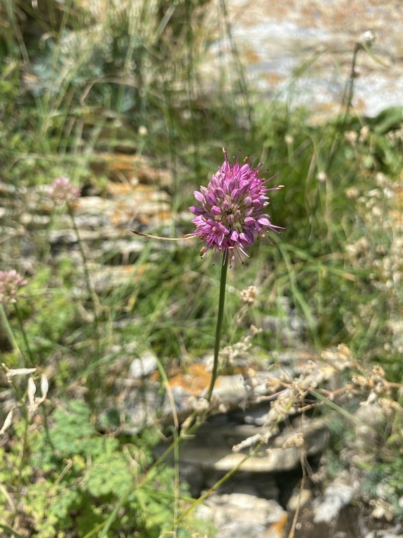 Allium saxatile photo 5