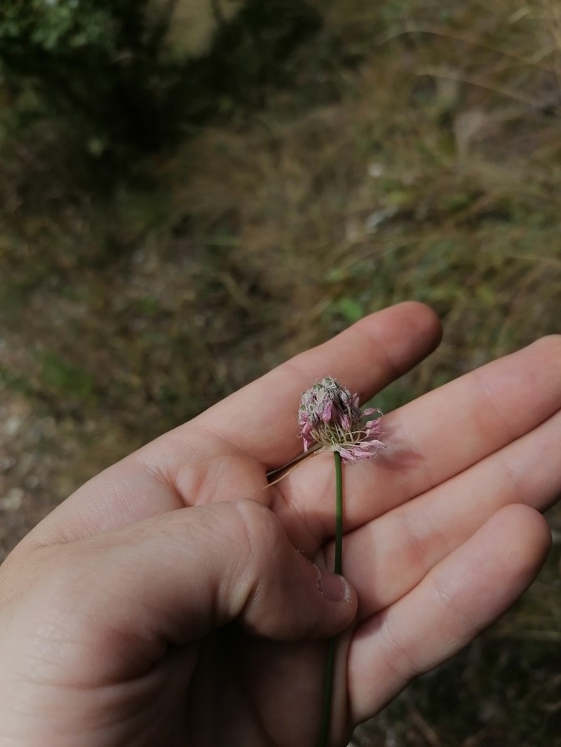 Allium saxatile photo 6