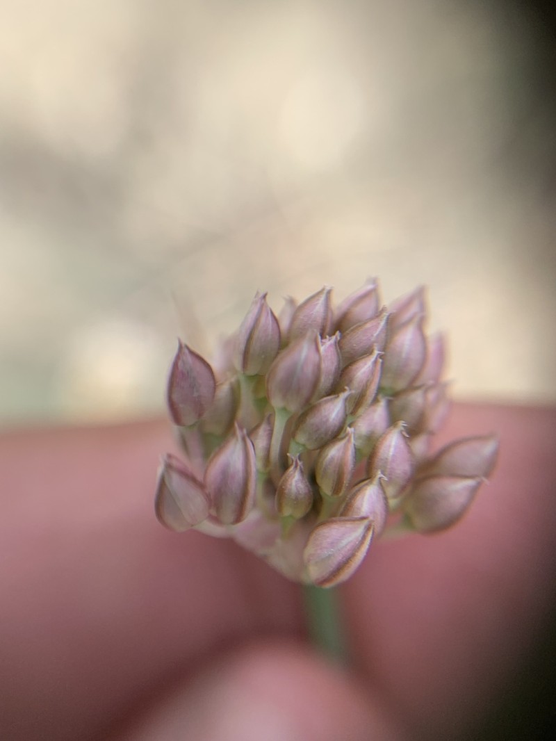 Allium saxatile photo 7