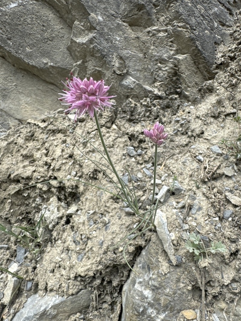Allium saxatile photo 8