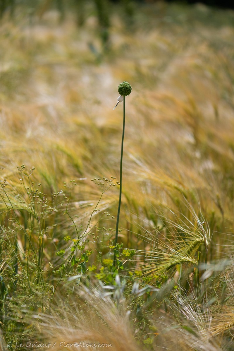 Allium scaberrimum