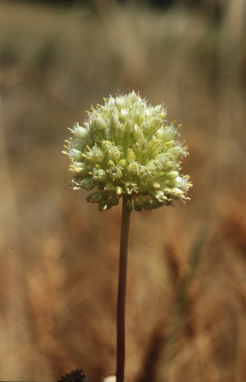 Allium scaberrimum photo 2