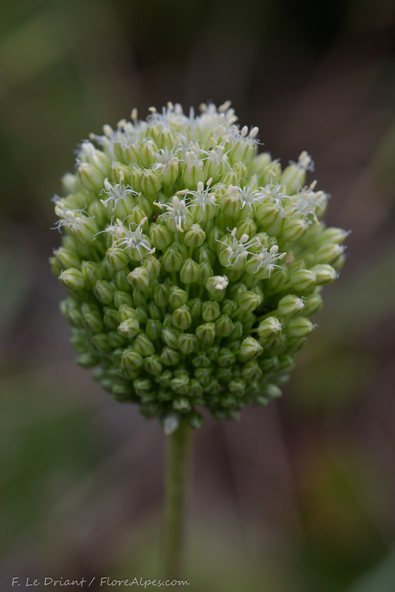 Allium scaberrimum photo 3