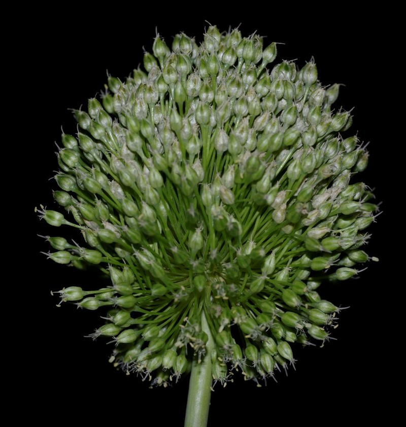 Allium scaberrimum photo 4