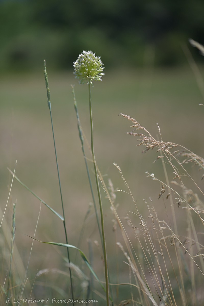 Allium scaberrimum photo 5