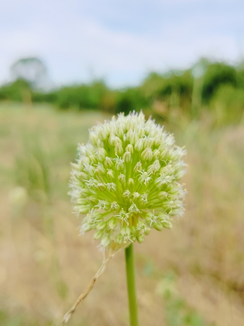 Allium scaberrimum photo 6