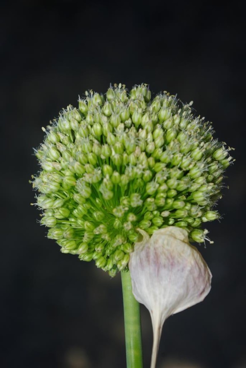 Allium scaberrimum photo 7