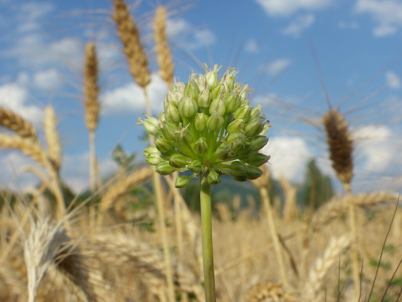 Allium scaberrimum photo 8