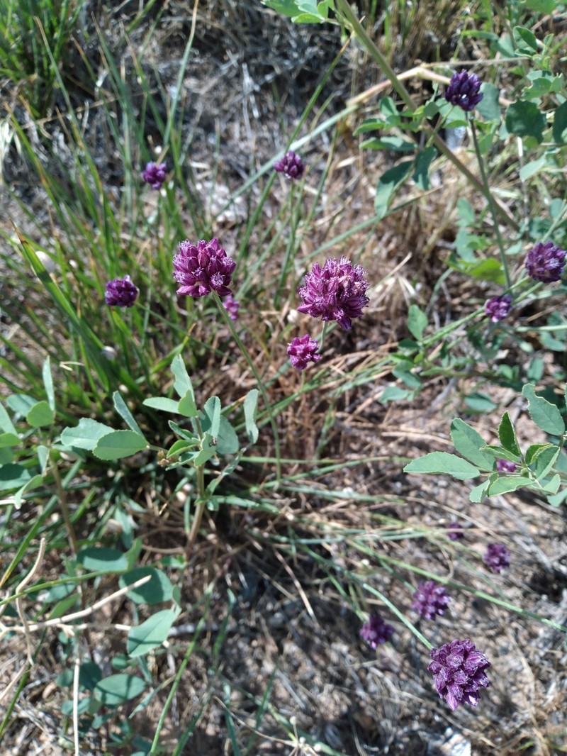 Allium scabriflorum photo 2