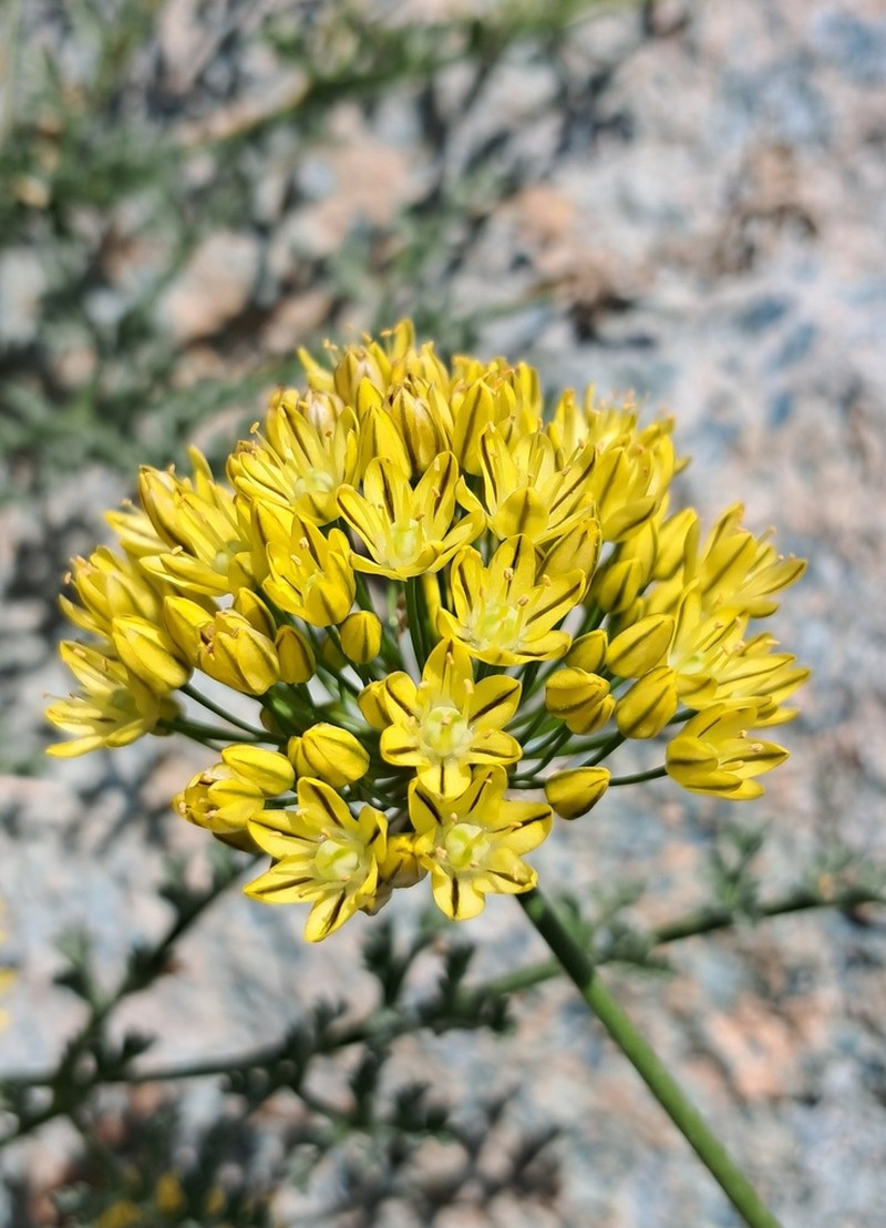 Allium scabriscapum