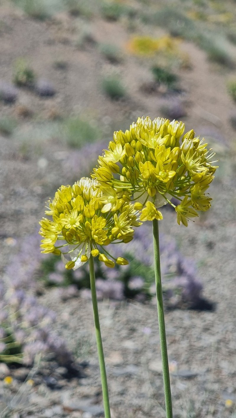 Allium scabriscapum photo 2