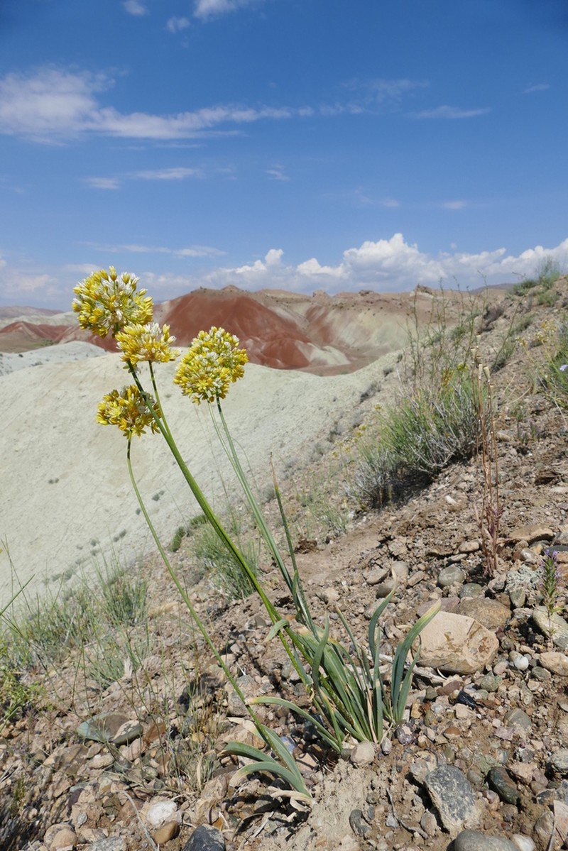 Allium scabriscapum photo 3