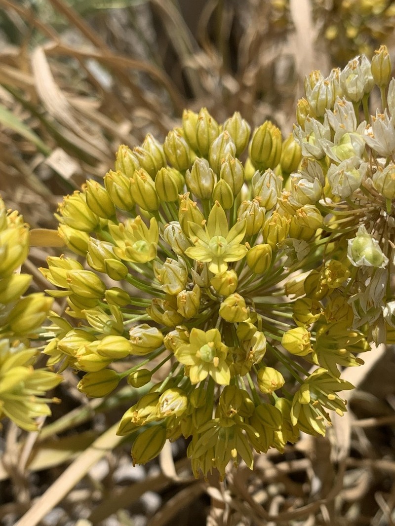 Allium scabriscapum photo 4