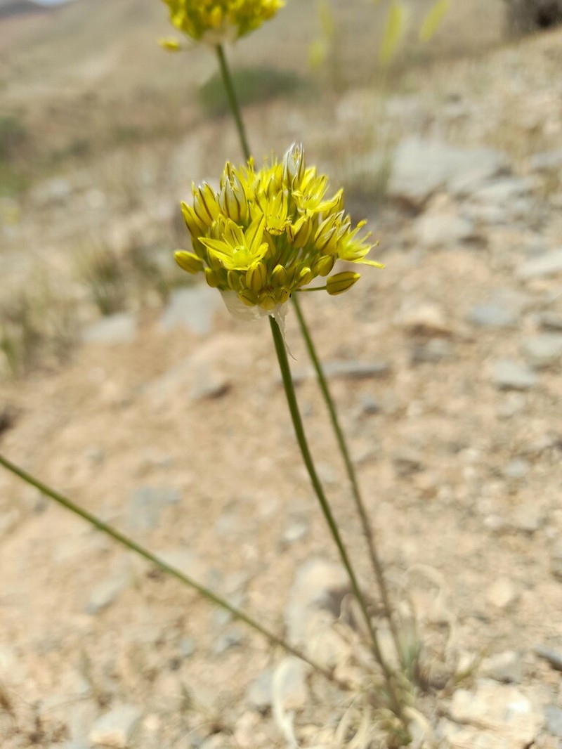 Allium scabriscapum photo 5