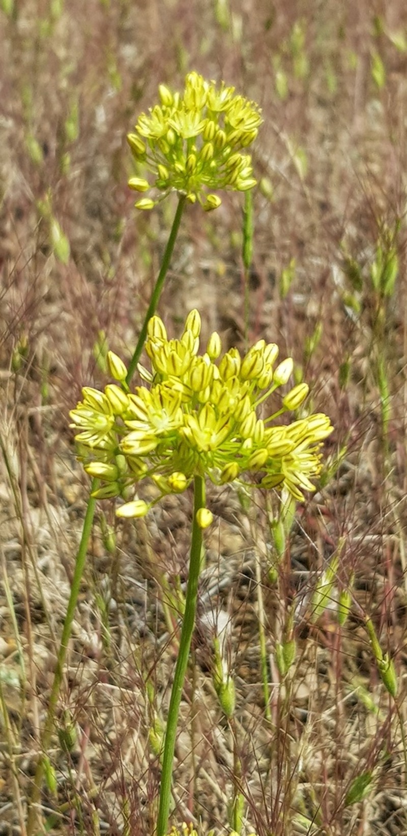 Allium scabriscapum photo 6