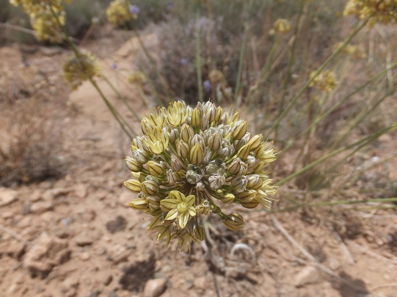 Allium scabriscapum photo 7