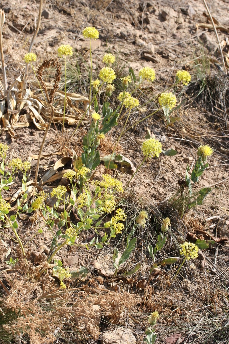 Allium scabriscapum photo 8