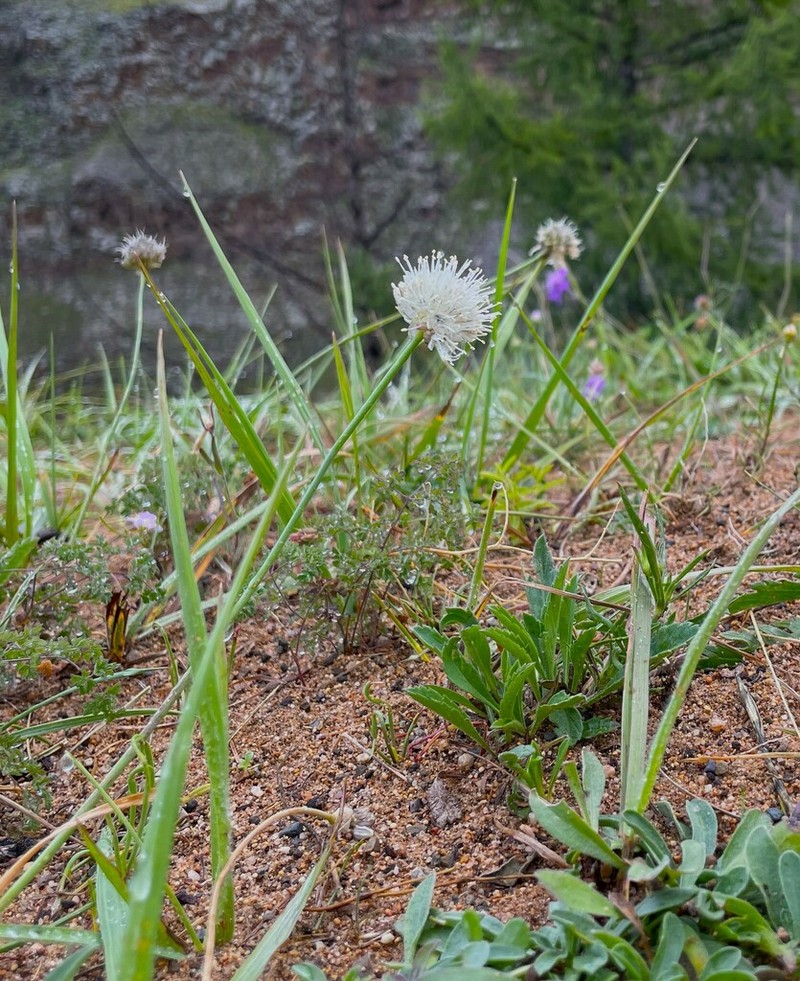 Allium schischkinii photo 2