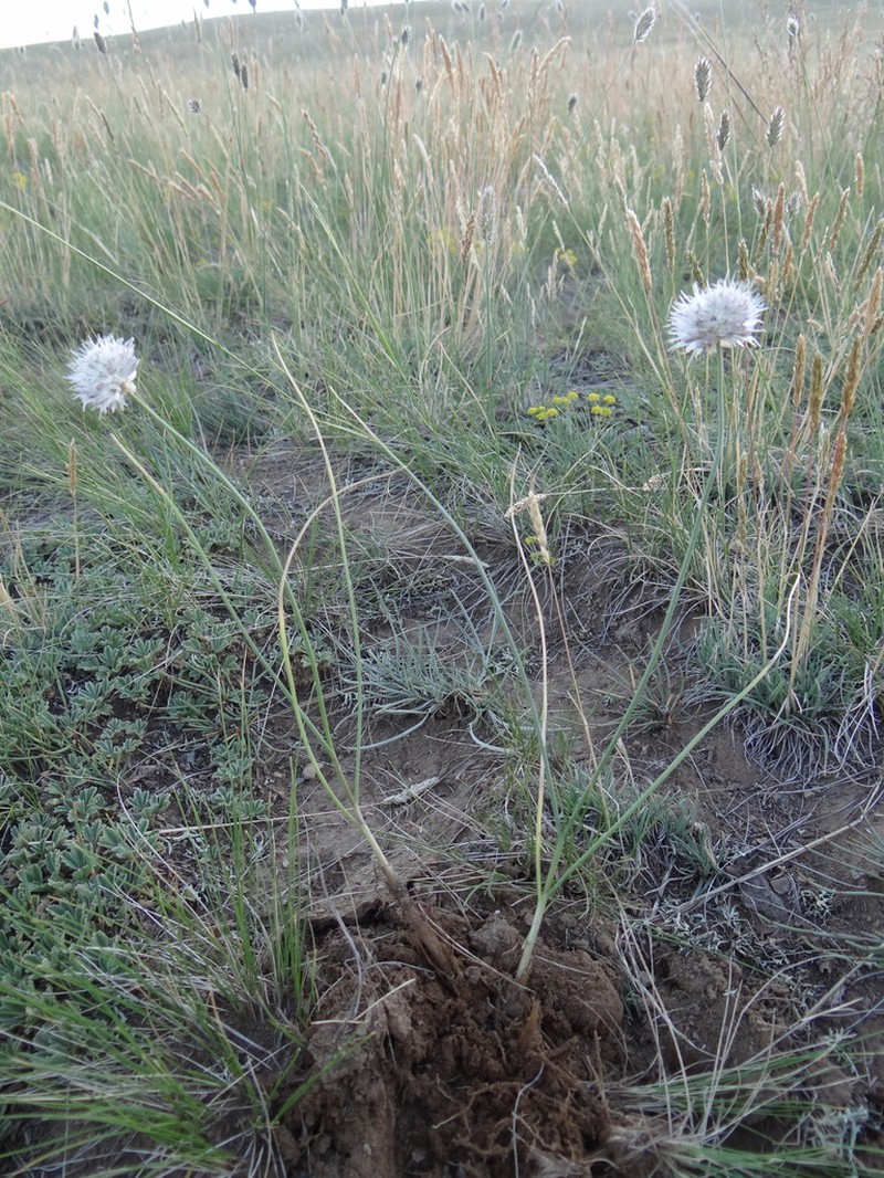 Allium schischkinii photo 3