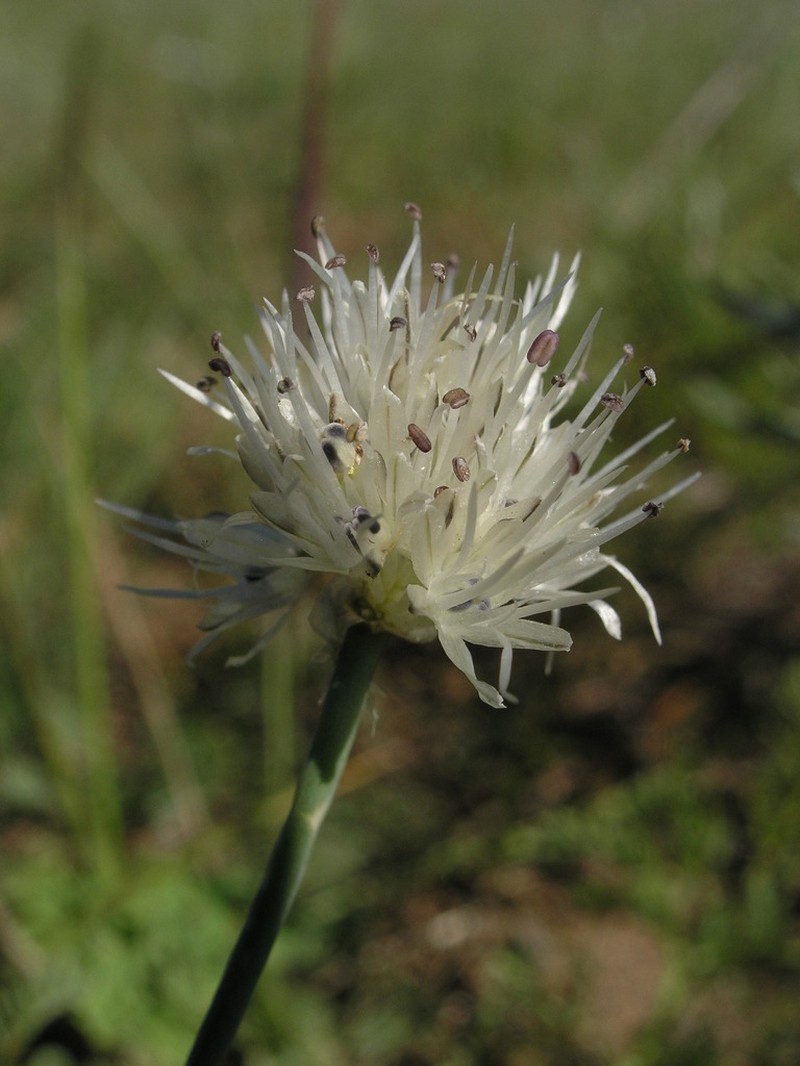 Allium schischkinii photo 4