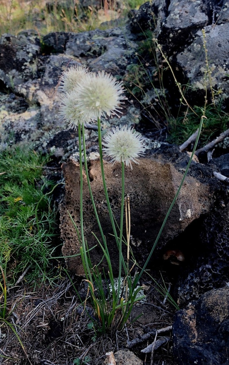 Allium schischkinii photo 5