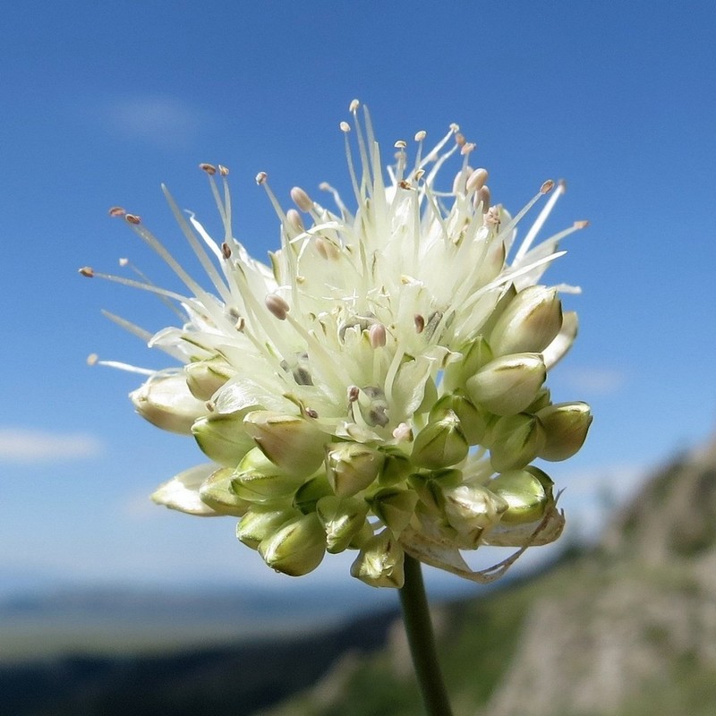 Allium schischkinii photo 6