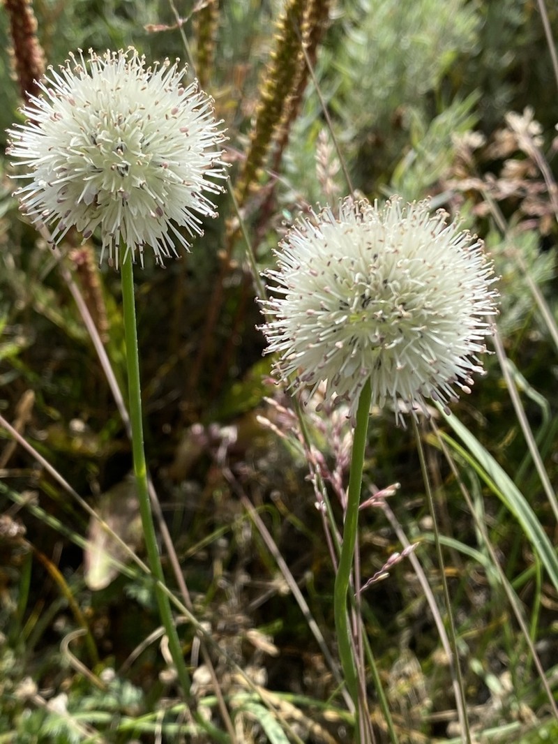 Allium schischkinii photo 7