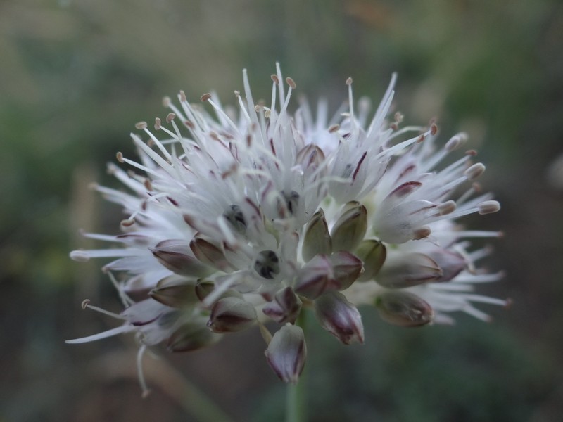 Allium schischkinii photo 8