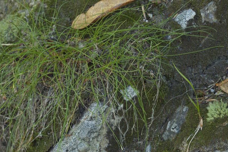 Allium schistosum