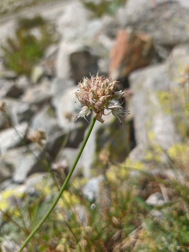 Allium schistosum photo 2