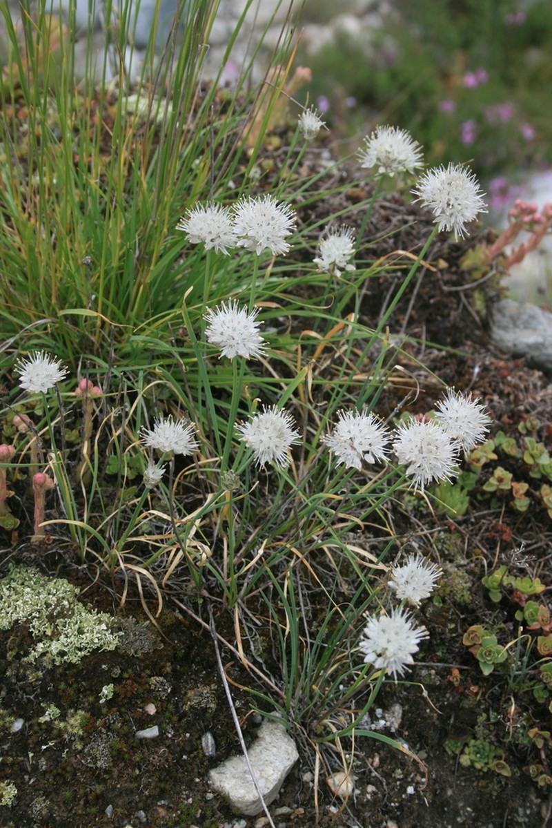 Allium schistosum photo 3