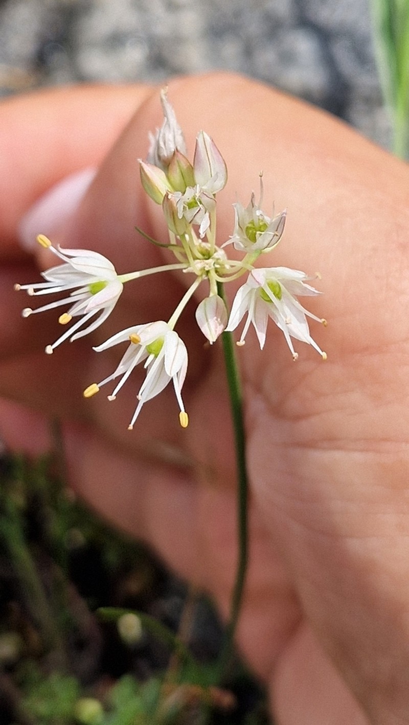 Allium schistosum photo 4
