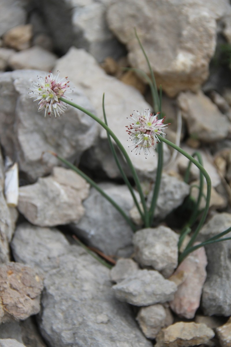 Allium schistosum photo 6