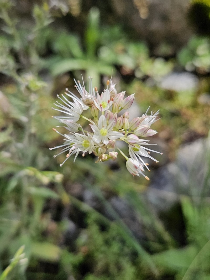Allium schistosum photo 7
