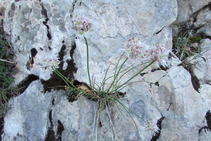 Allium schistosum photo 8