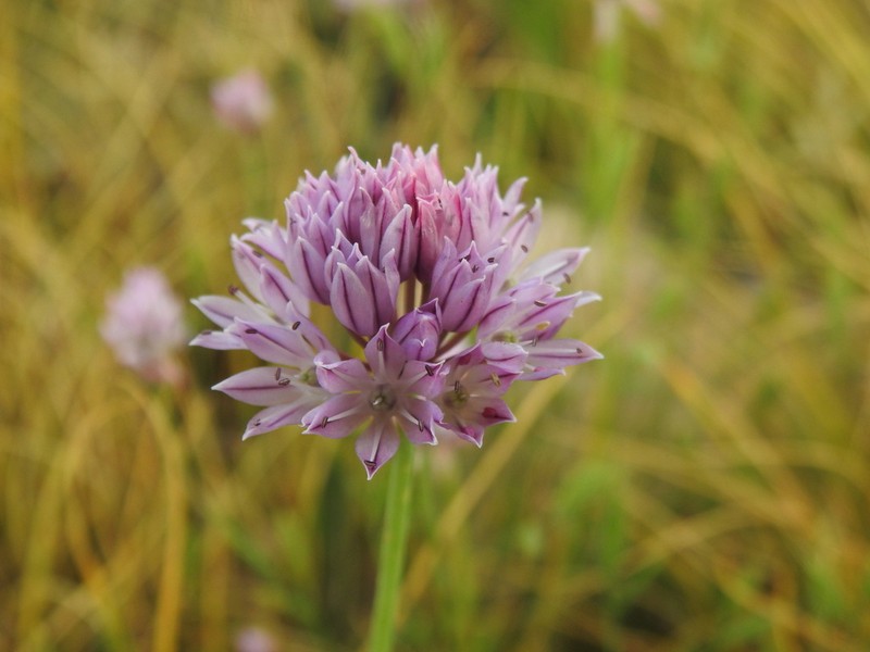 Allium schmitzii
