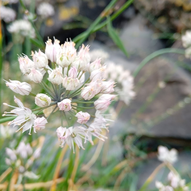 Allium schmitzii photo 3