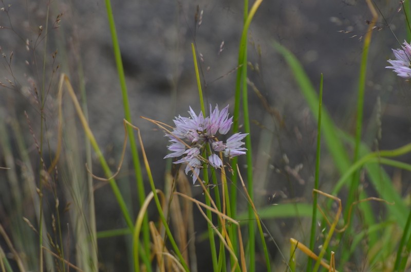 Allium schmitzii photo 4