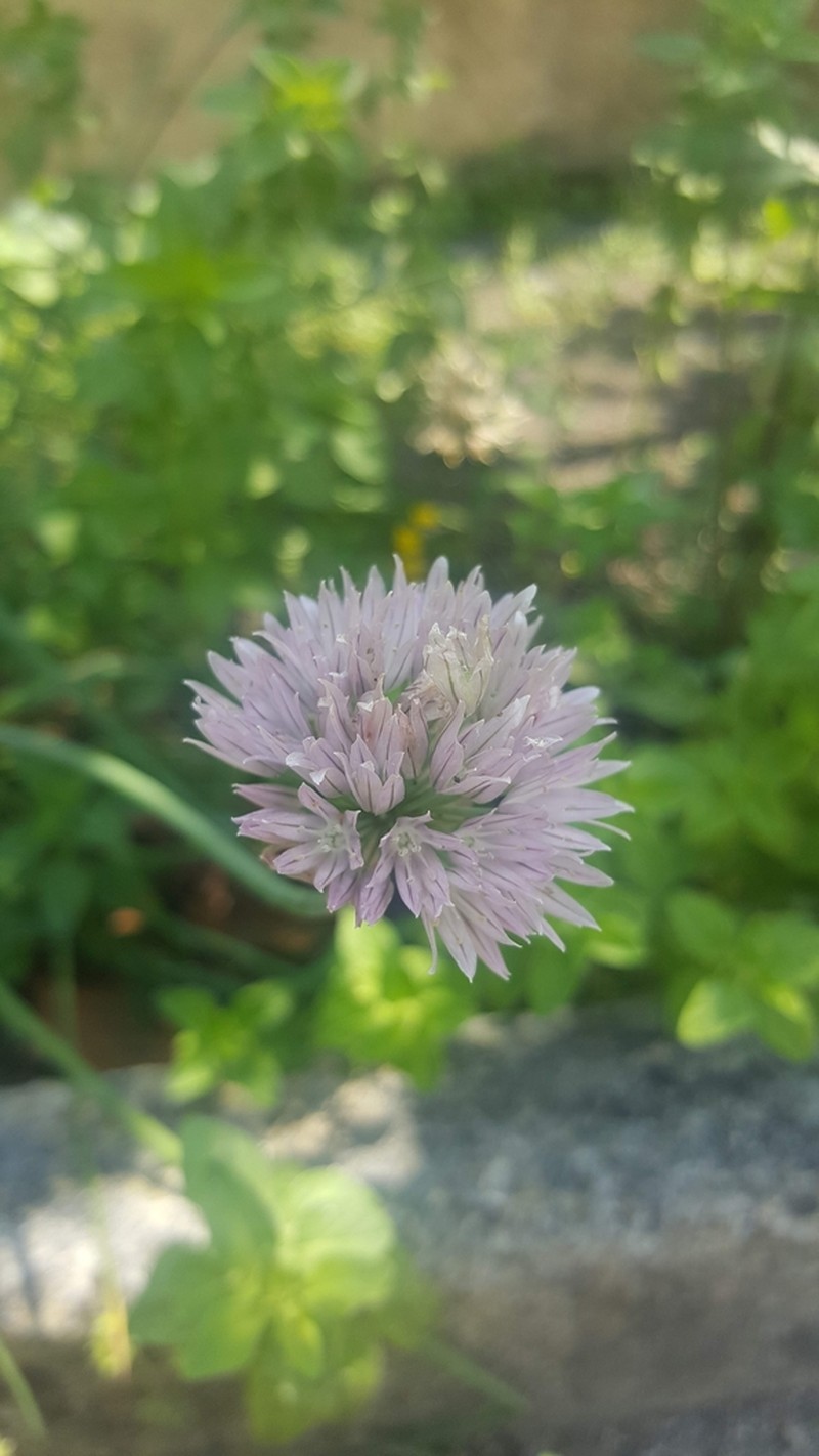 Allium schmitzii photo 5