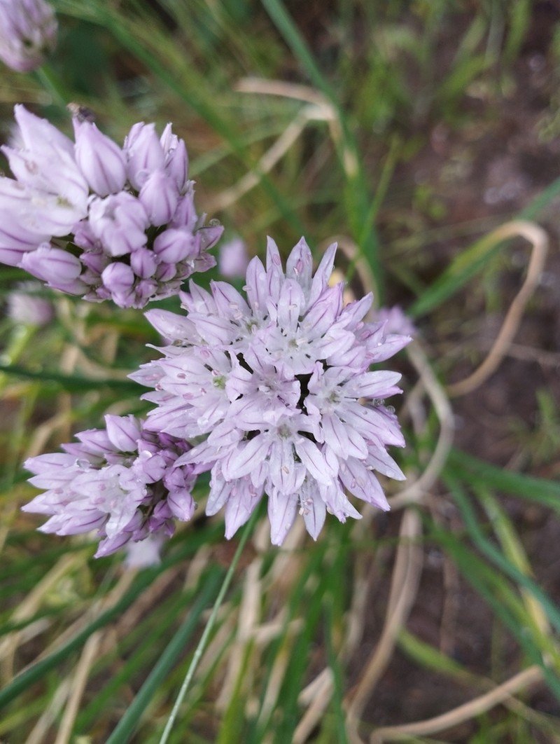 Allium schmitzii photo 8