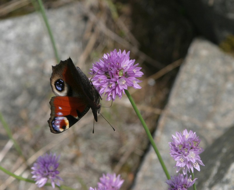 Allium schoenoprasoides photo 2