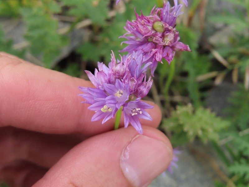 Allium schoenoprasoides photo 3
