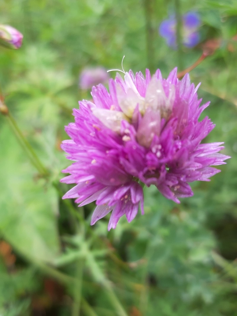 Allium schoenoprasoides photo 4